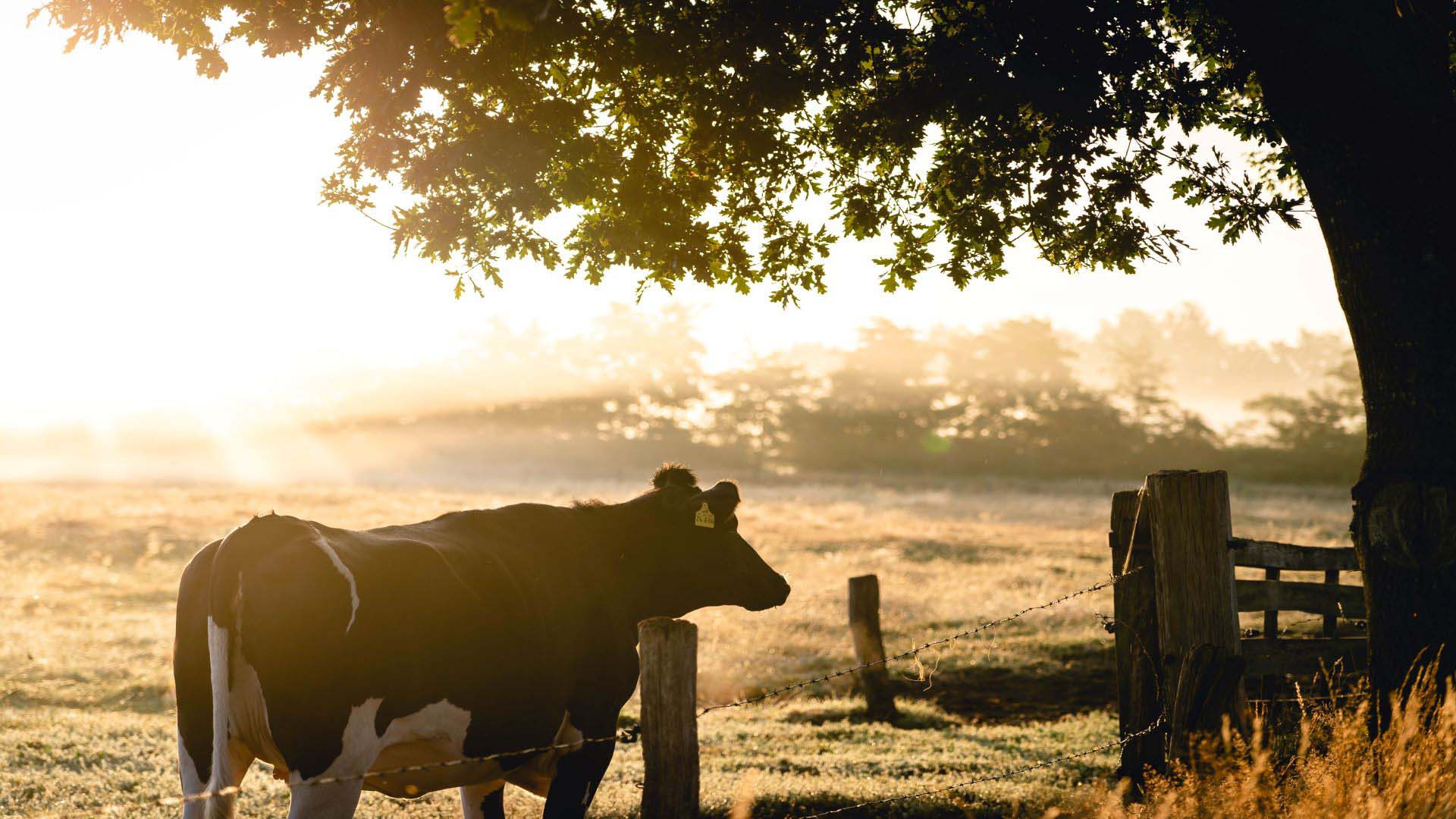 a cow in a paddock at sunrise