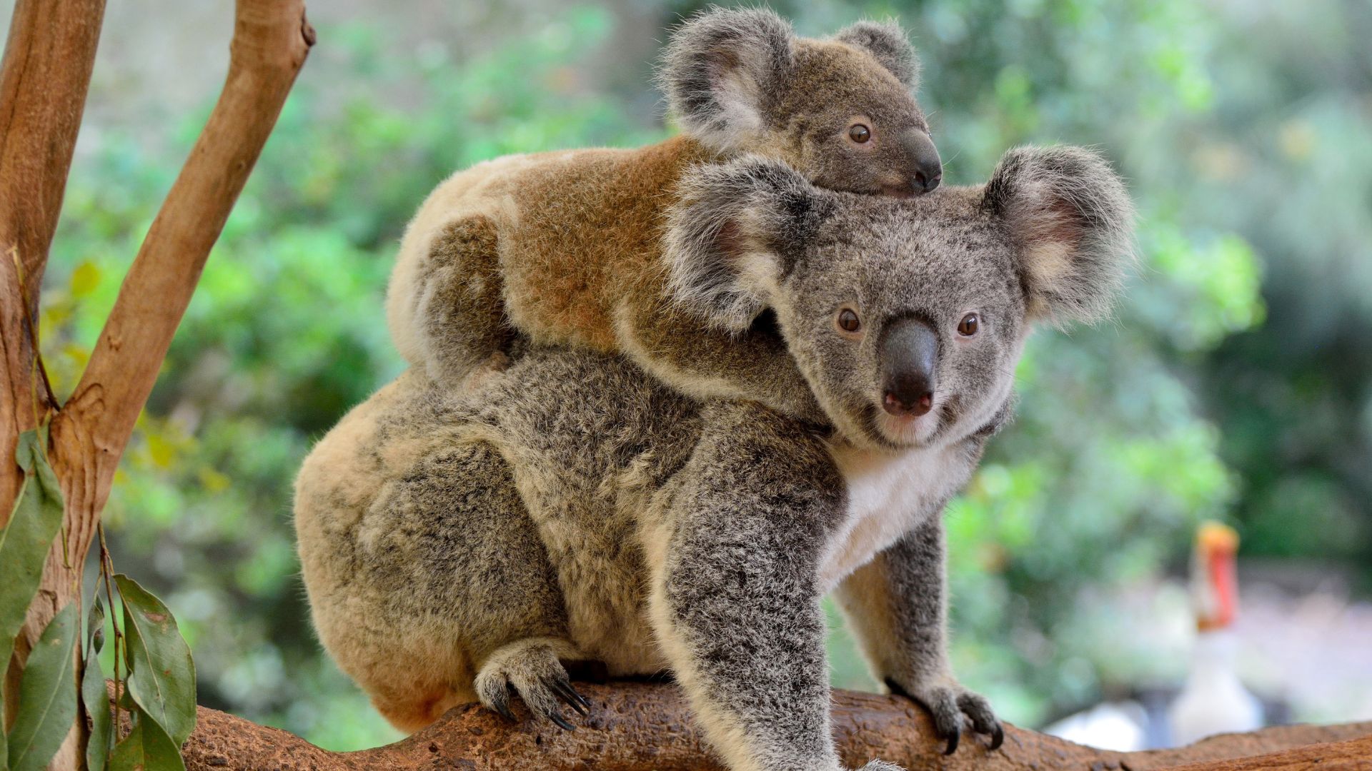 mother koala with baby on her back