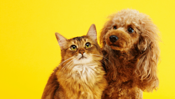 Cute cat and dog in one portrait