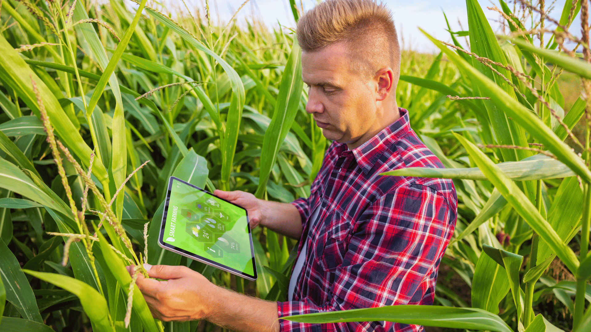 Farmer in corn field using tablet computer for smart farming