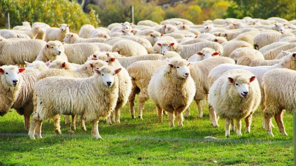 Sheep farm