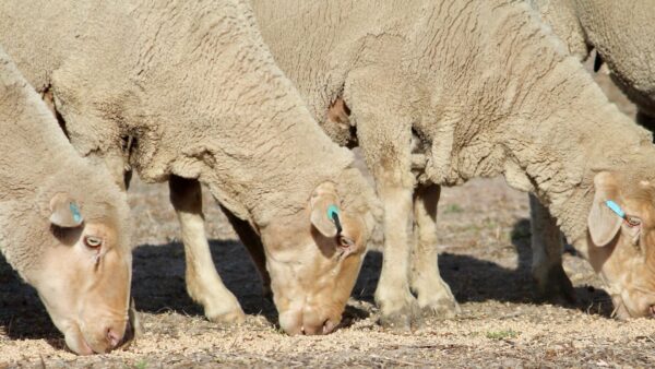 Australian Merino Ewe Sheep eating stock feed on a farm
