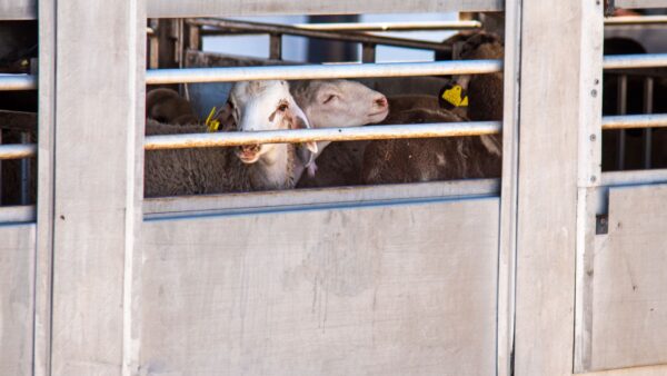 Window of a livestock truck loaded with sheep, with one sheep looking out