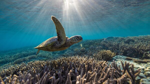 Turtle swimming in great barrier reef