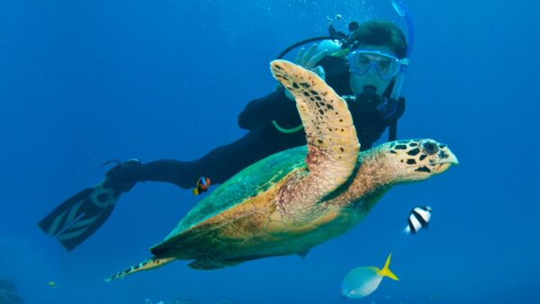 A scuba diver swimming alongside a sea turtle in the vibrant, healthy Great Barrier Reef